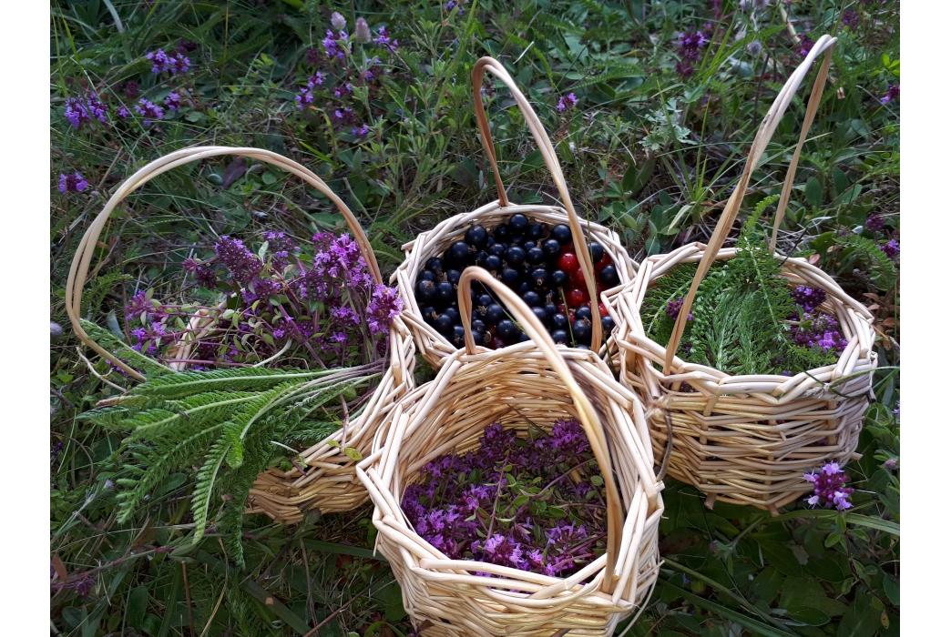 Edukacinė programa „Dvaro arbatinė: žoliavimas, arbatų mišinių kūrimas“