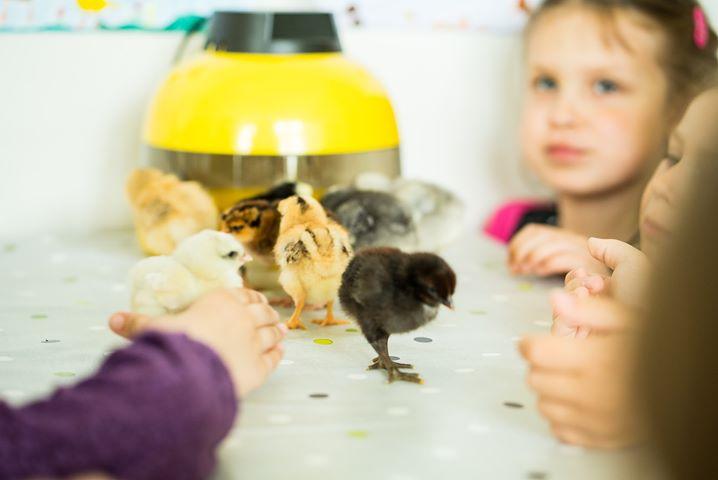 Viščiukų terapija/edukacija užsakomoji
