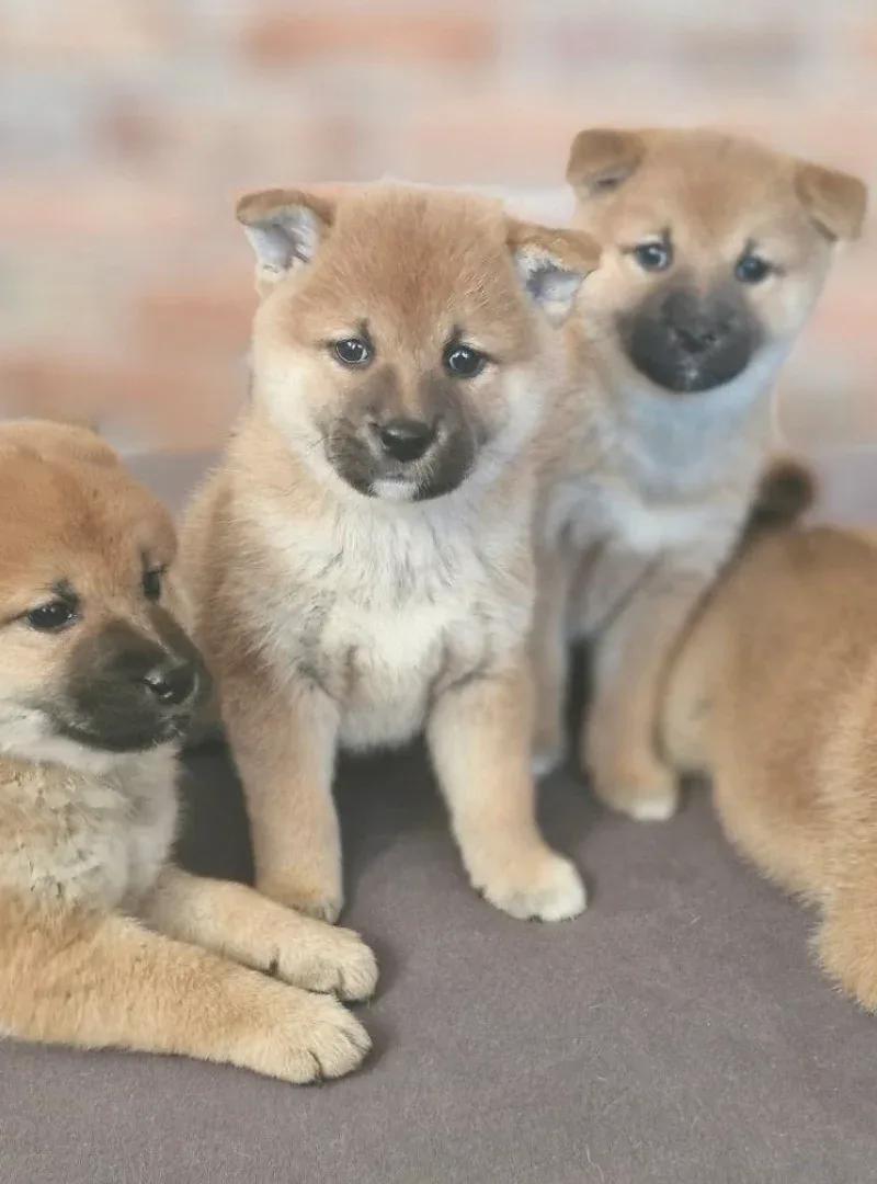 Joga su Shiba Inu